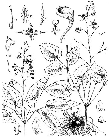 Horny Goat Weed or Epimedium